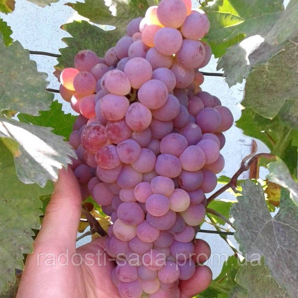 Виноград ркацители: описание сорта, фото и отзывы садоводов