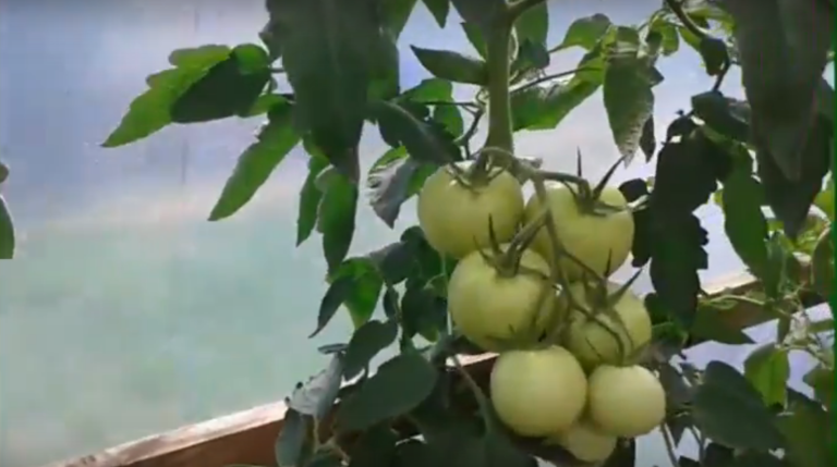 Особенности выращивания помидоров»евпатор»