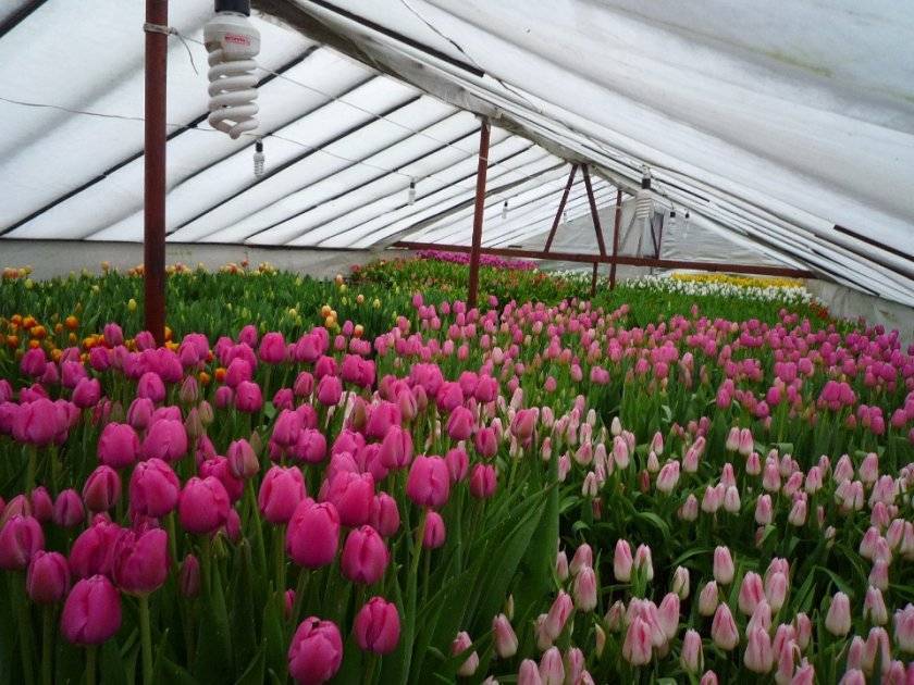 Бизнес-план выращивания тюльпанов