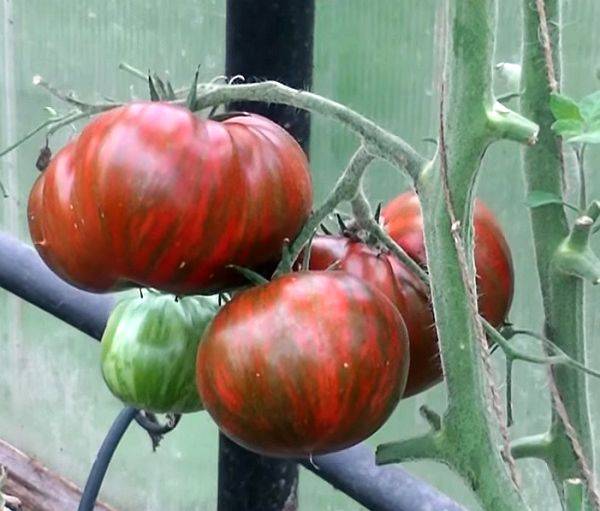 Описание и характеристика сорта томата полосатый шоколад — правила выращивания и ухода