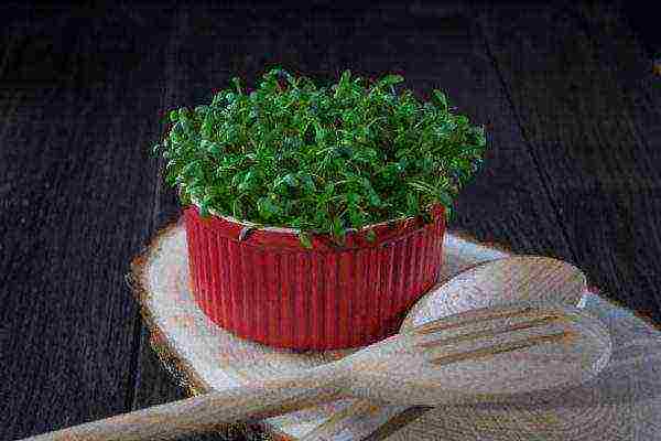 Салат листовой: выращивание в открытом грунте, в теплице, на подоконнике.