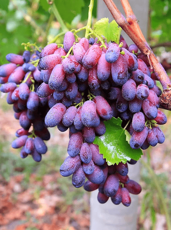 Виноград виктория: описание, фото и отзывы