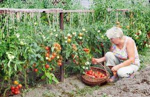 Томат «сибирский скороспелый»: описание, способы выращивания, отзывы огородников