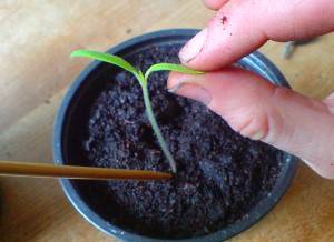 Выращивание баклажанов в открытом грунте