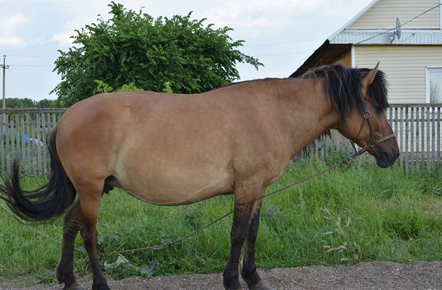 Башкирская лошадь: экстерьер, история происхождения, продуктивные качества