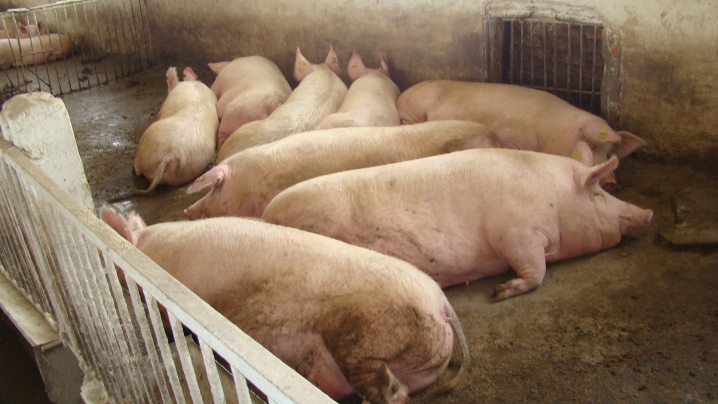Как бактерии помогают животноводам в свинарнике