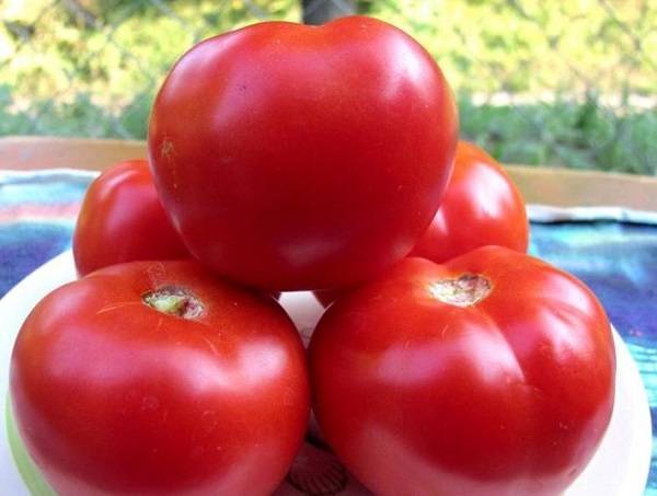 Описание сорта томата надежда и его урожайность