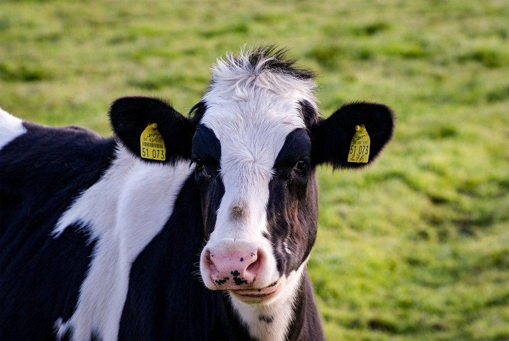 Признаки стельности коровы: определяем самостоятельно