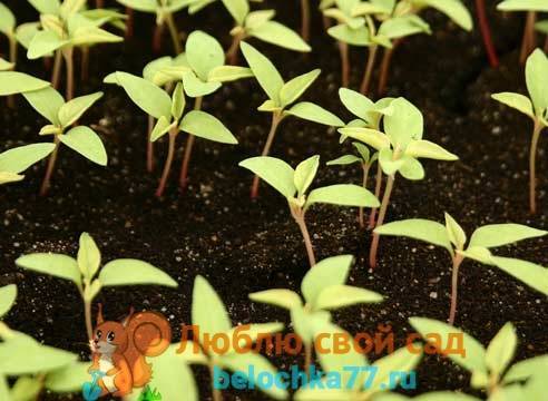 Как вырастить наперстянку из семян?
