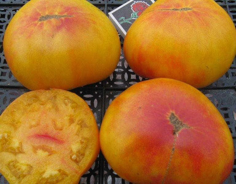 Томат загадка – вообще и не загадка, а гарантированный урожай отличных помидоров