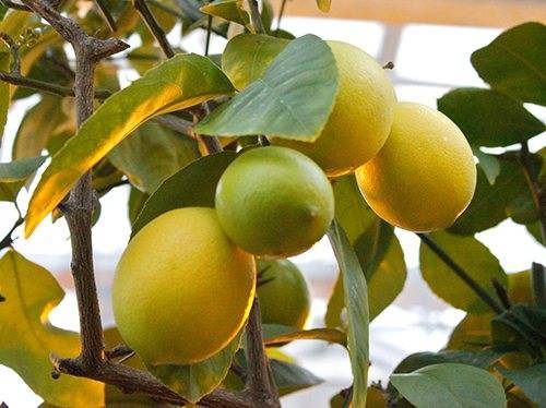 Витамины круглый год. можно ли вырастить лимон и как это правильно сделать?