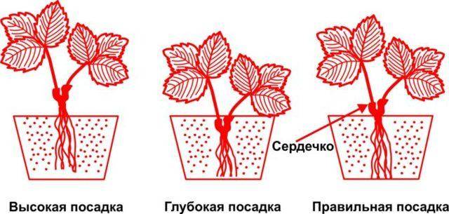 Как посадить и выращивать клубнику-землянику сорта «ирма»