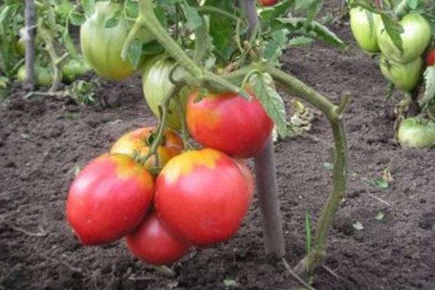 Оригинальный и высокоурожайный томат «царь колокол» — описание сорта, фото