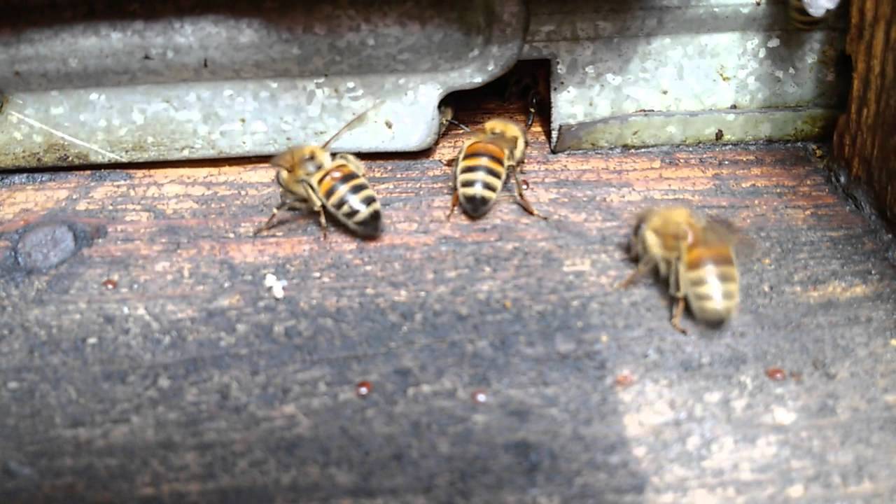 Осенняя обработка пчел бипином (видео)