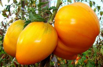 Сорт томата «титан»: описание, характеристика, посев на рассаду, подкормка, урожайность, фото, видео и самые распространенные болезни томатов