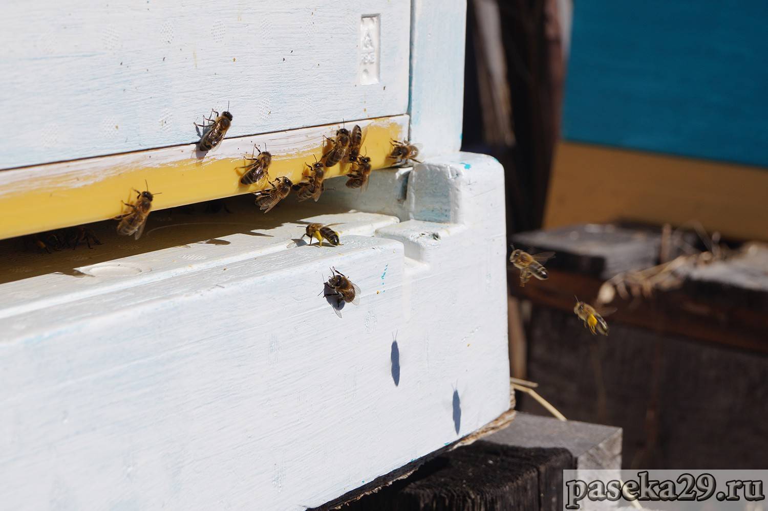 Как пересадить пчел из пчелопакета в улей