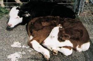 Понос у теленка: причины, что делать, как остановить и можно ли предотвратить?