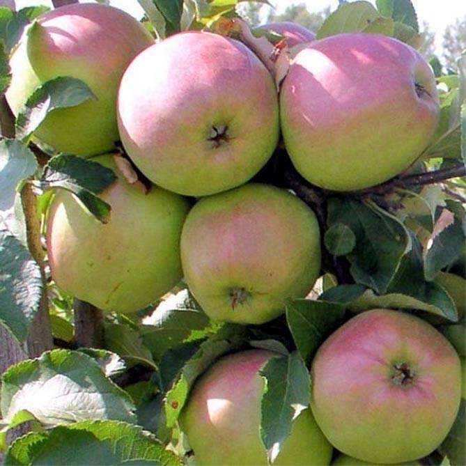 Описание сорта яблони орловское полосатое
