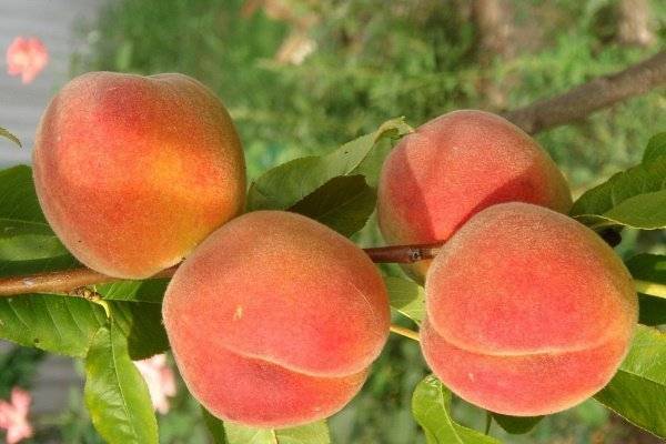 Персик ветеран — описание сорта и отзывы садоводов