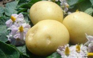 Описание сорта картофеля наташа, его характеристика и урожайность
