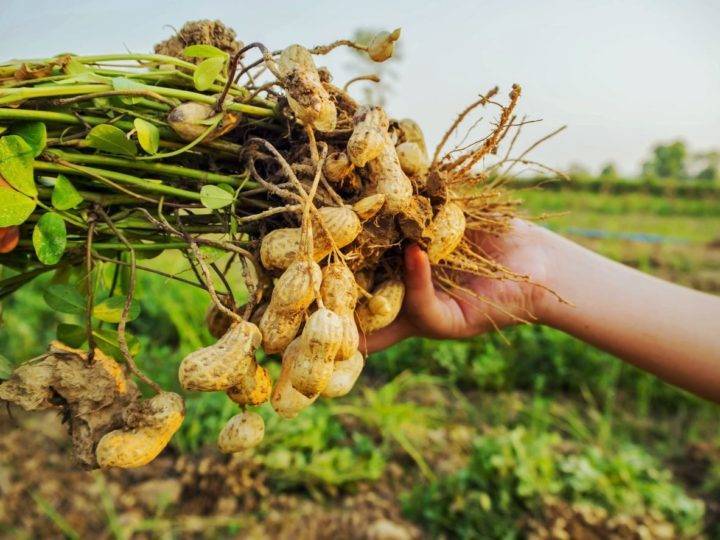 Как арахис стал популярным? выращивание и применение арахиса