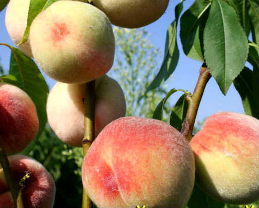 Особенности выращивания персика сорта донской морозоустойчивый