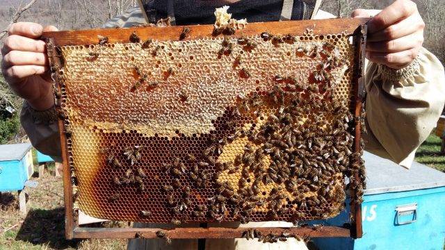 Как объединить пчелиные семьи | практическое пчеловодство