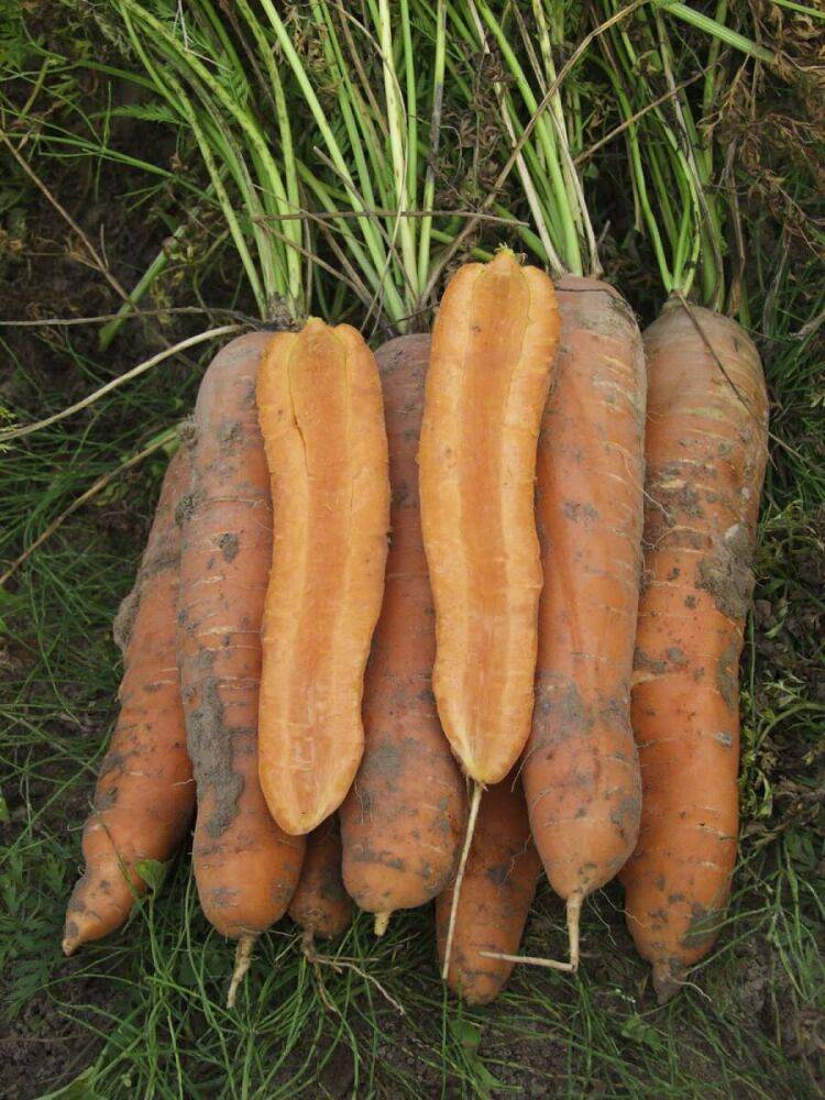 Что общего у моркови вита лонга и бангор f1