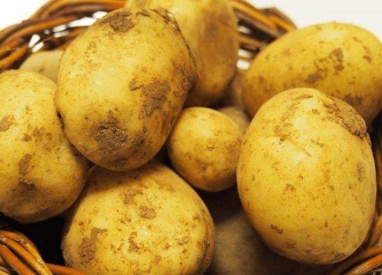Описание сортовой картошки наташа — особенности выращивания культуры