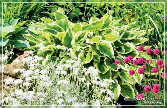 Хоста (64 фото): что это такое? оформление участка цветами. какую почву любят уличные растения в саду? хоста ланцетолистная и другие самые красивые виды