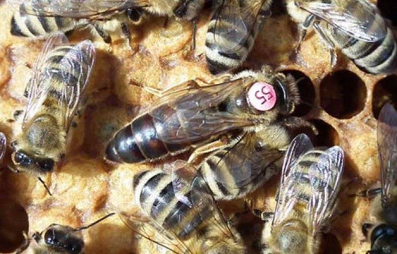 Пчёлы бакфаст: описание породы, видовая характеристика
