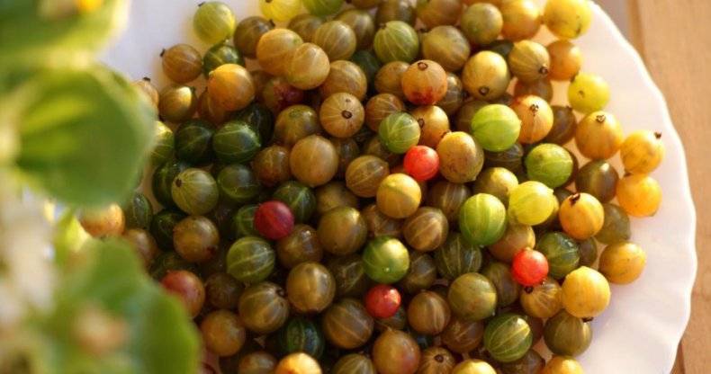 Сорт крыжовника сливовый – ароматные ягоды на вашем участке