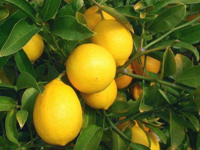 Павловский лимон: уход в домашних условиях, описание сорта и фото, а также размножение, вредители и болезни растения