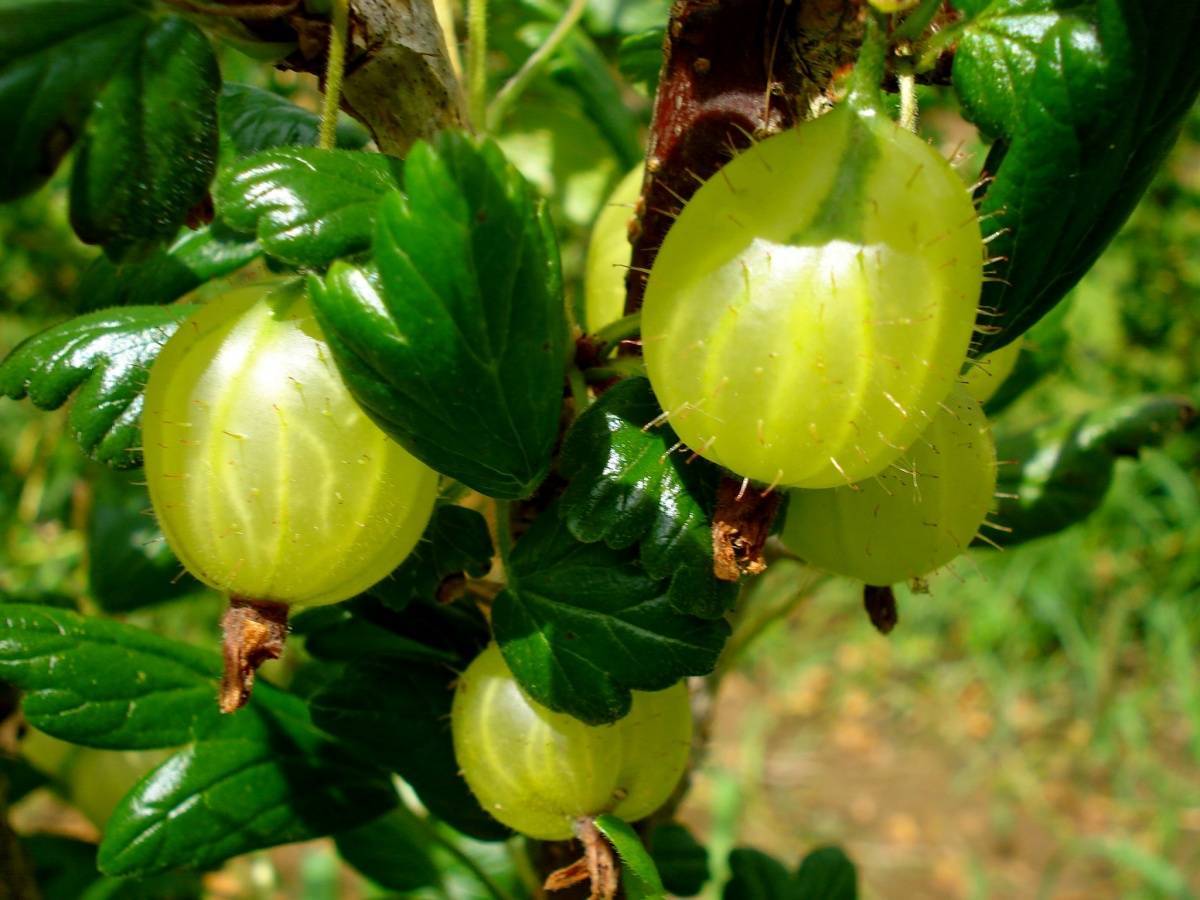 Крыжовник куйбышевский: один из лучших черноплодных сортов