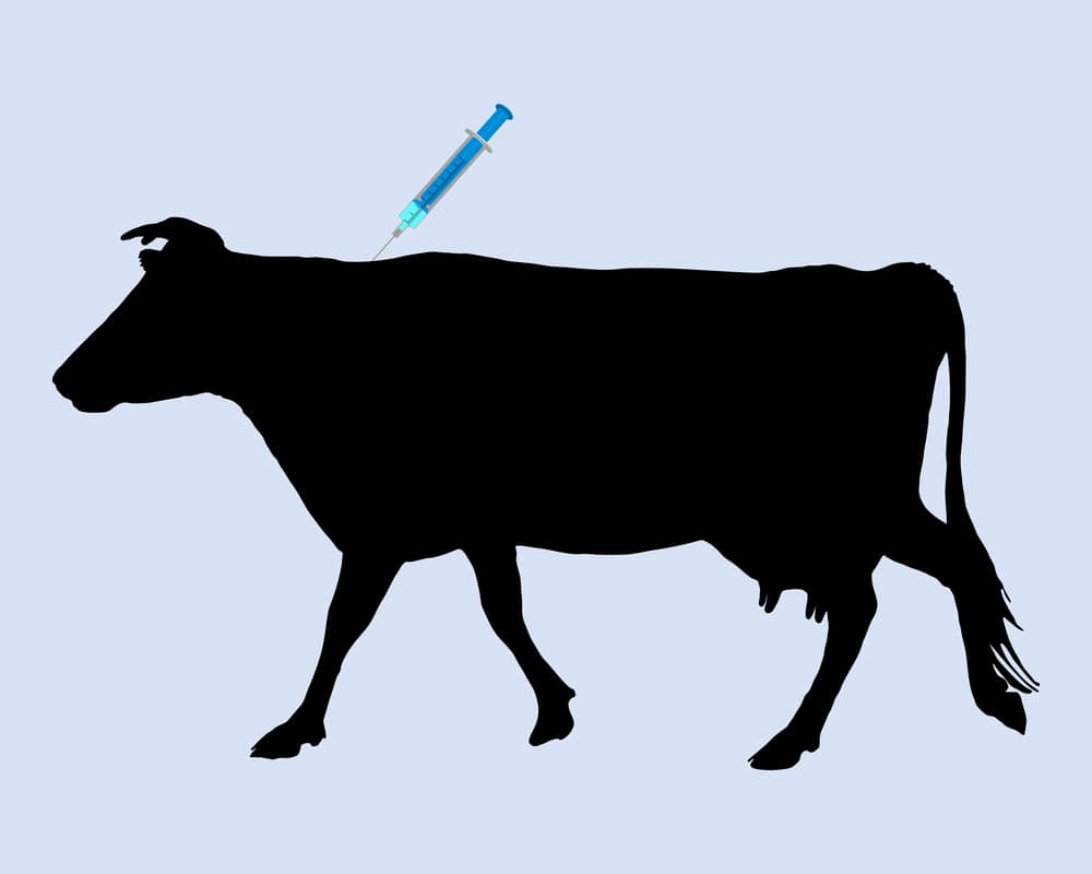 Лечение послеродового пареза у коров (что делать в случае болезни коровы)