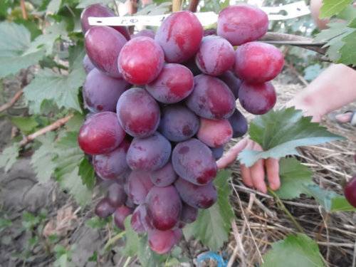Описание сорта винограда эверест: фото и отзывы | vinograd-loza