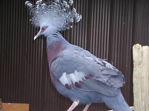 Самые красивые голуби в мире. породы голубей с фотографиями и названиями: видео