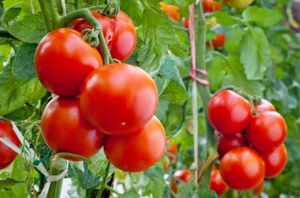 Подкормка рассады помидоров до, при и после пикировки: чем и когда питать в домашних условиях, какие первые удобрения для роста томатов, чтобы были толстенькие?