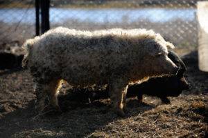 Порода свиней мангалы: характеристика, разведение и отзывы