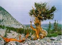 Сосна мафусаил - древнейшее дерево на планете земля