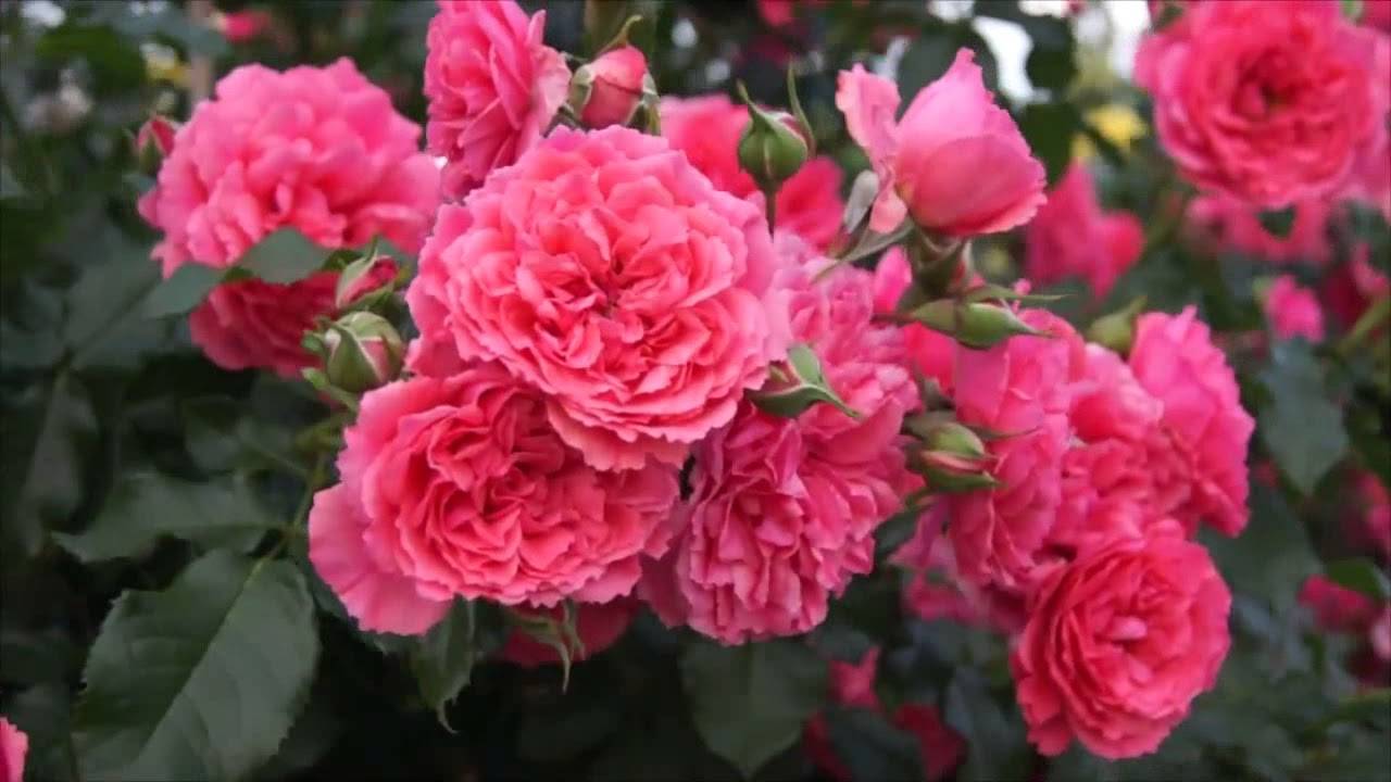 Почему принято считать розариум ютерсен розой для ленивых. описание и отзывы о сорте