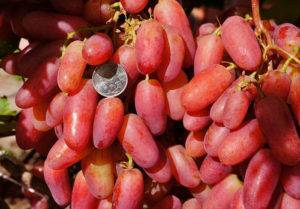 Характеристика сорта винограда юбилей новочеркасска