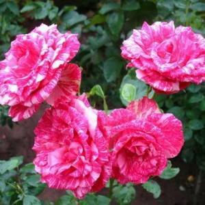 Чайно-гибридный сорт розы ред интуишн: как выращивать цветок, нюансы ухода