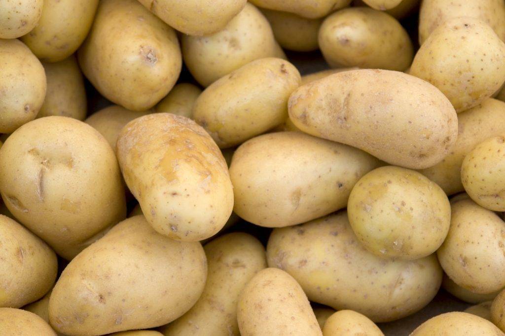 О картофеле гала: описание семенного сорта картофеля, характеристики, агротехника,
