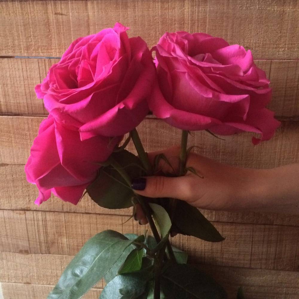 Pink floyd — чайно-гибридная пурпурная роза из нидерлдандов