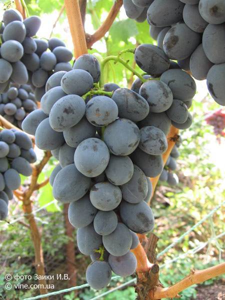 Зимостойкий виноград сорта памяти домбковской: описание, выращивание, фото
