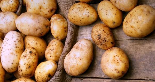 Сорт картофеля весна: описание, посадка и уход