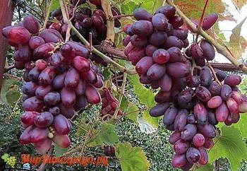Виноград изюминка: описание сорта и фото, рекомендации по уходу, к какому типу относится, характеристики