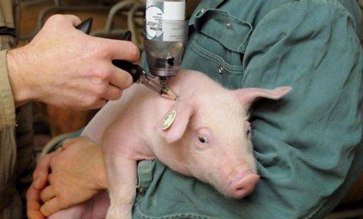 Стимулятор роста для свиней: описание бмвд и премиксов. кормовые добавки для быстрого роста поросят. инструкция по применению