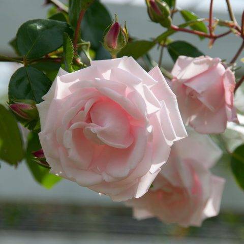 Роза «нью даун»: описание плетистого корнесобственного сорта и его подготовка к зиме